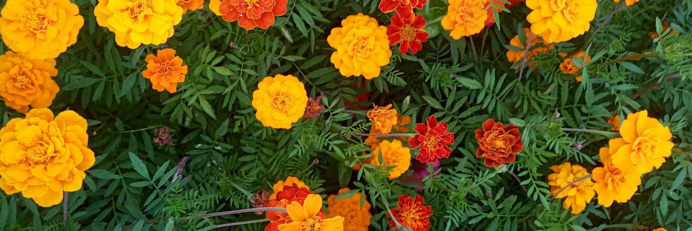 Weed-free garden beds with vibrant flowers